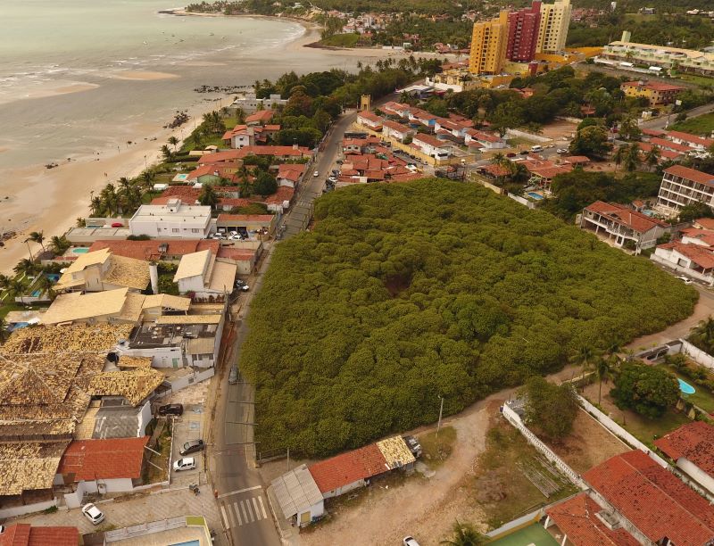 Cajueiro de Pirangi é declarado Patrimônio Natural e Turístico do RN
