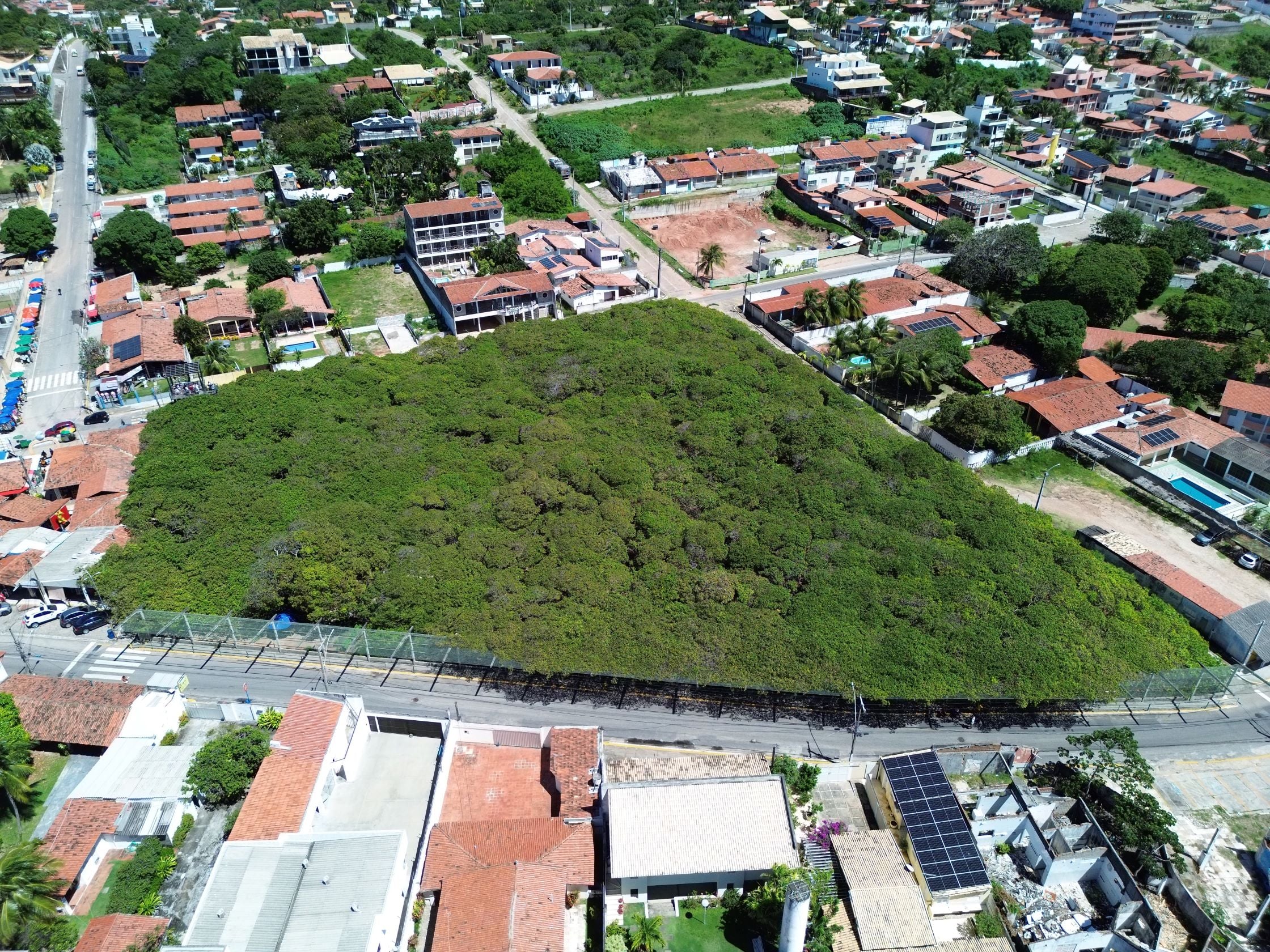 Cajueiro de Pirangi vira Unidade de Conservação Ambiental no RN