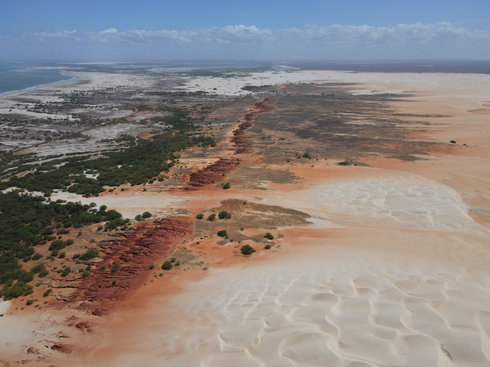Expansão de algarobas ameaça Dunas do Rosado no RN e afeta biodiversidade