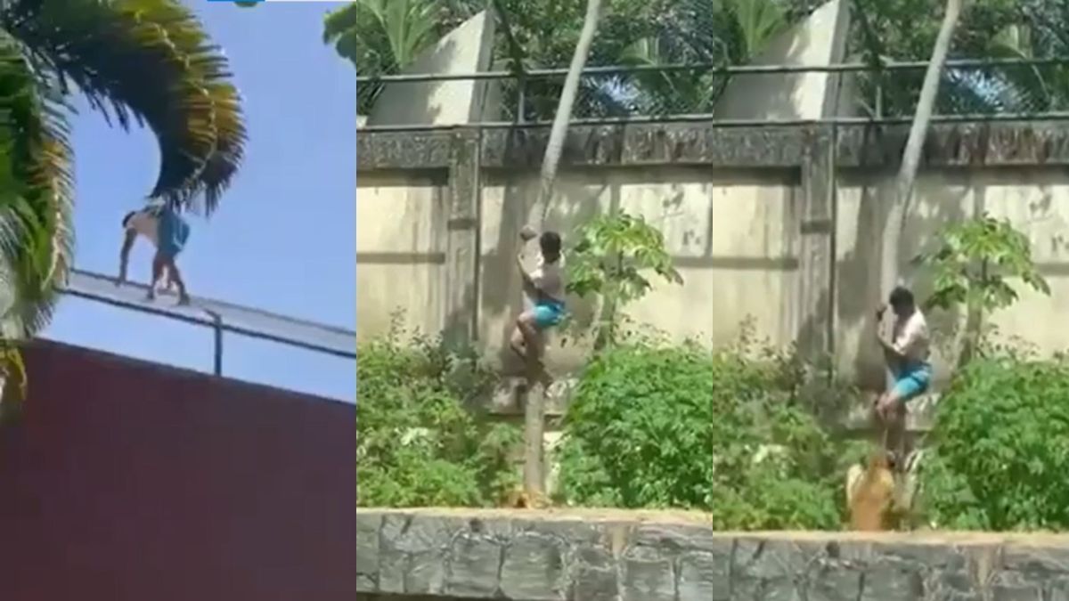 IML confirma choque hemorrágico como causa da morte em ataque de leoa em João Pessoa