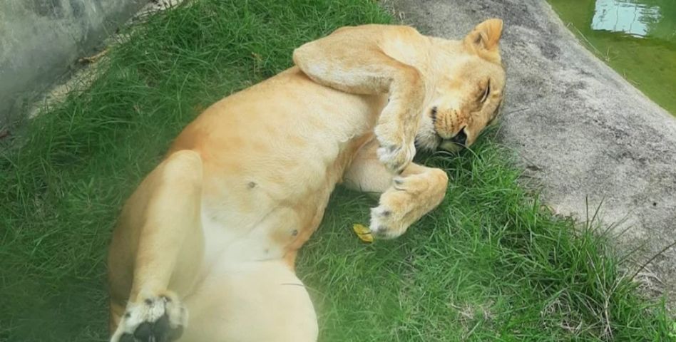 Leoa que matou homem na Paraíba não será sacrificada, diz parque