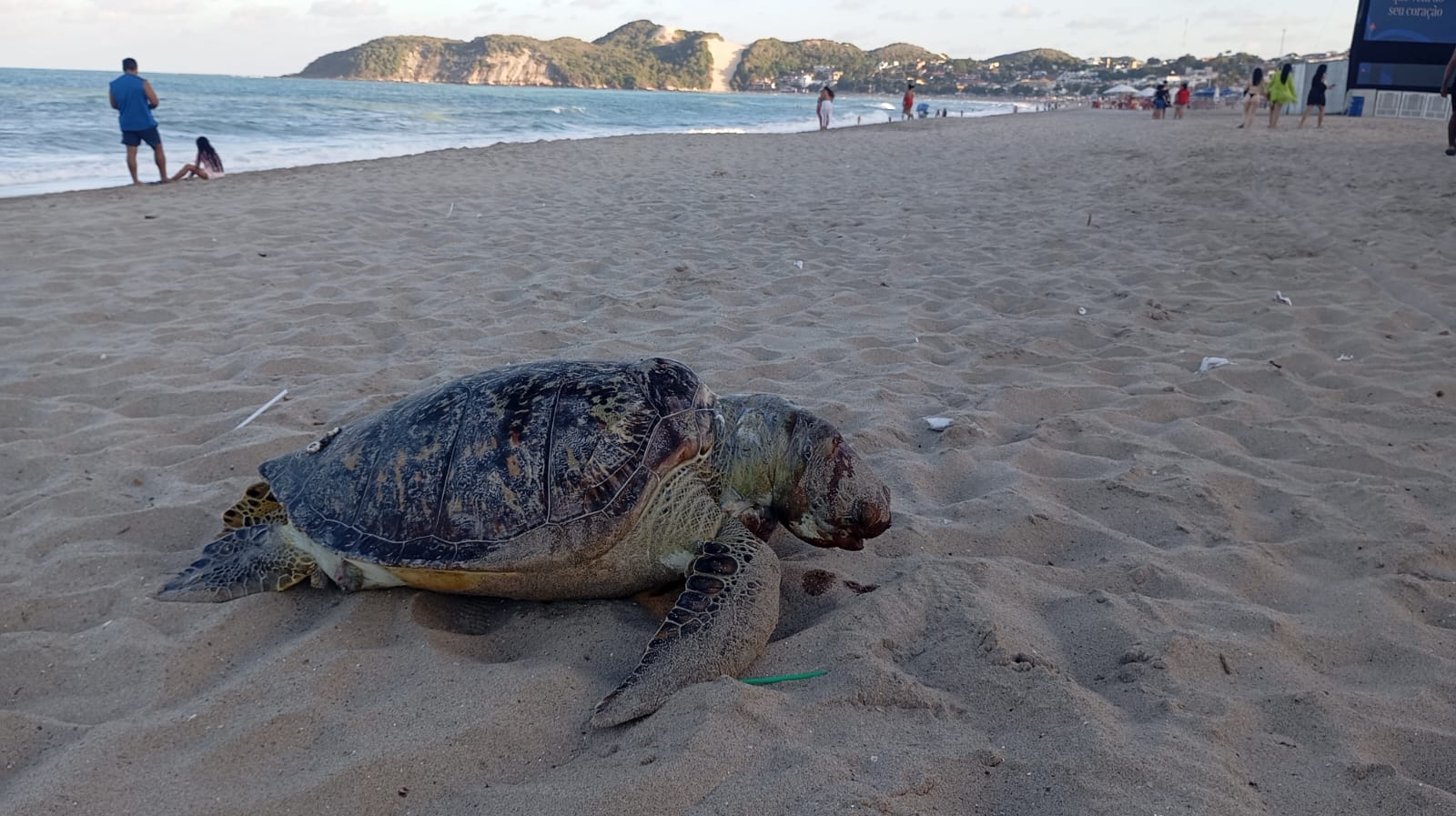 Tartaruga-verde é encontrada morta na Praia de Ponta Negra, Natal