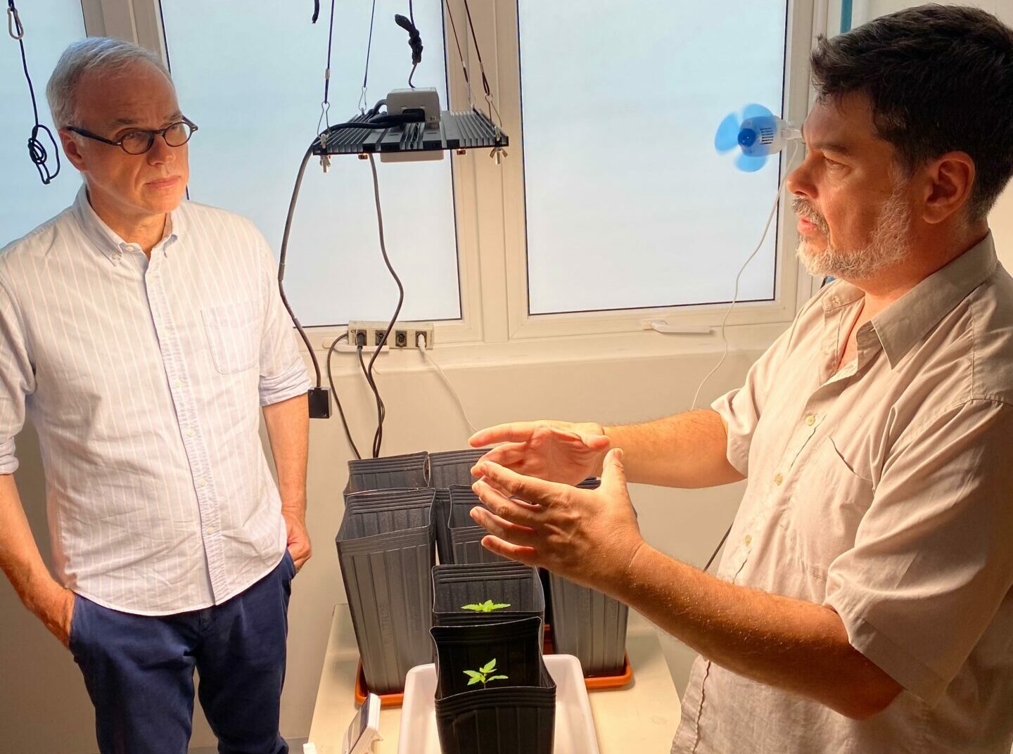 UFRN inicia cultivo de cannabis para pesquisas científicas