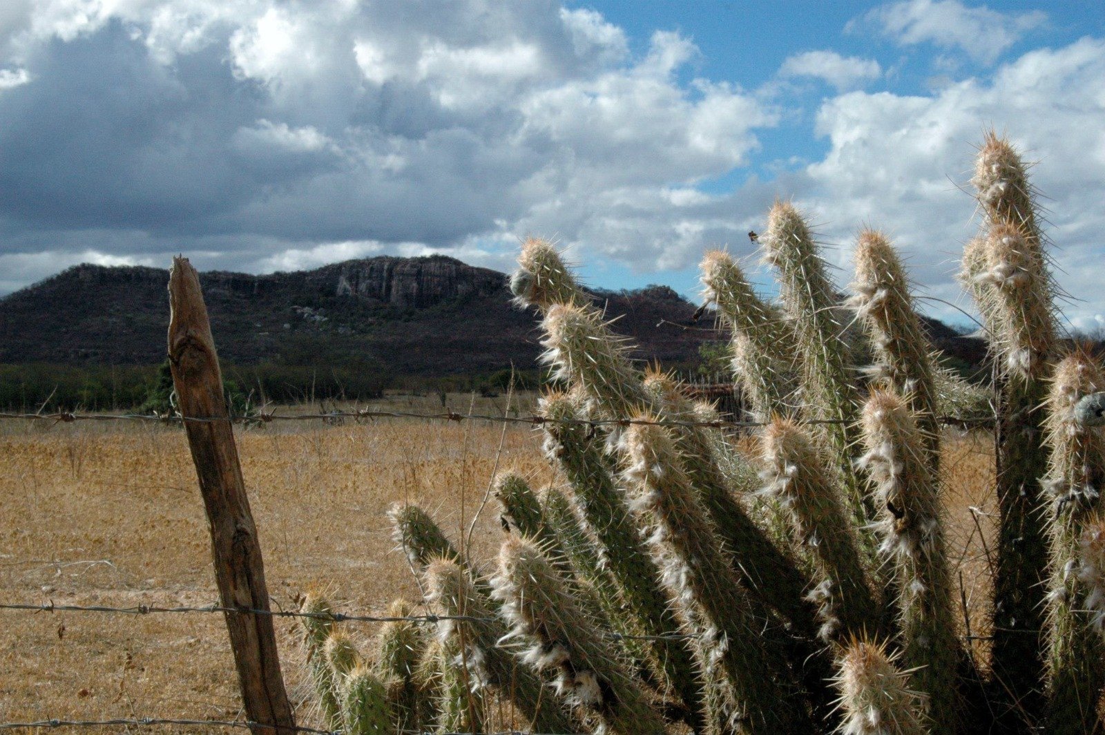 Governo federal decreta emergência por seca em Lucrécia e Pedra Seca no RN