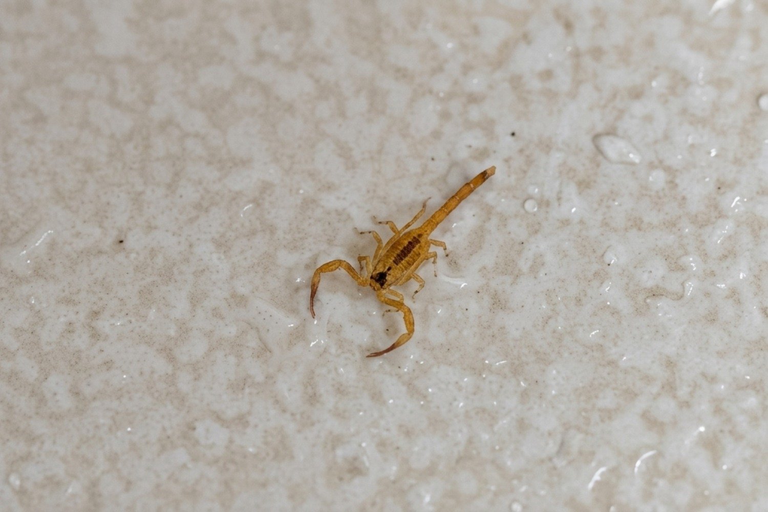 RN registra 858 acidentes com escorpiões em três meses de 2026