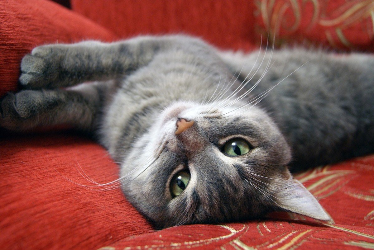 Quantas horas os gatos dormem por dia e o motivo para tanto descanso